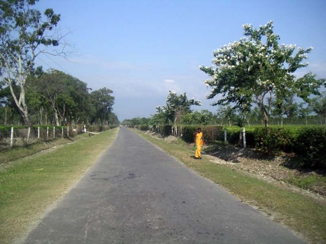 Road in tea estate